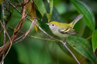 Lesnacek zlutotemenny - Setophaga pensylvanica - Chestnut-sided Warbler o5473